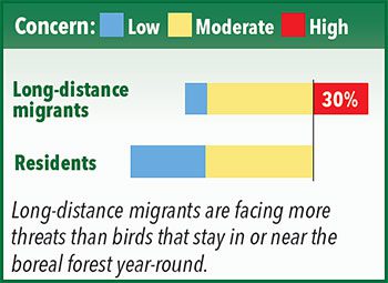 Long-distance migrants are facing more threats than birds that stay in or near the boreal forest year-round