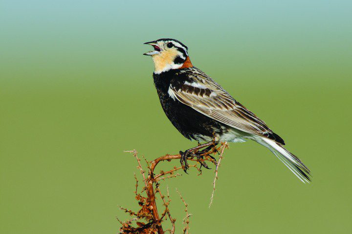 Download Chestnut-collared Longspur