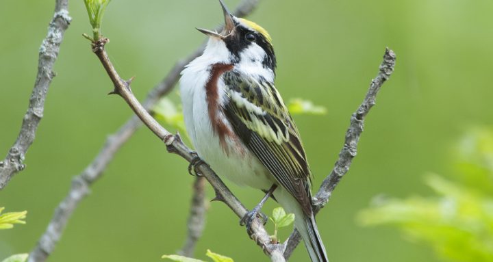 Chestnut-sided Warbler. Credit: Charles M. Francis.