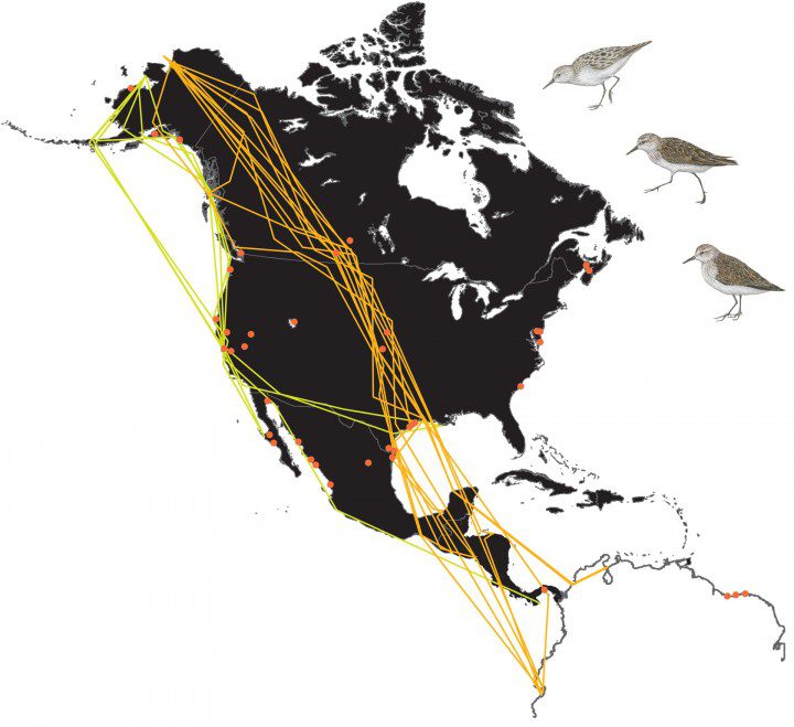Map showing migration routes of tracked Semipalmated Sandpipers.