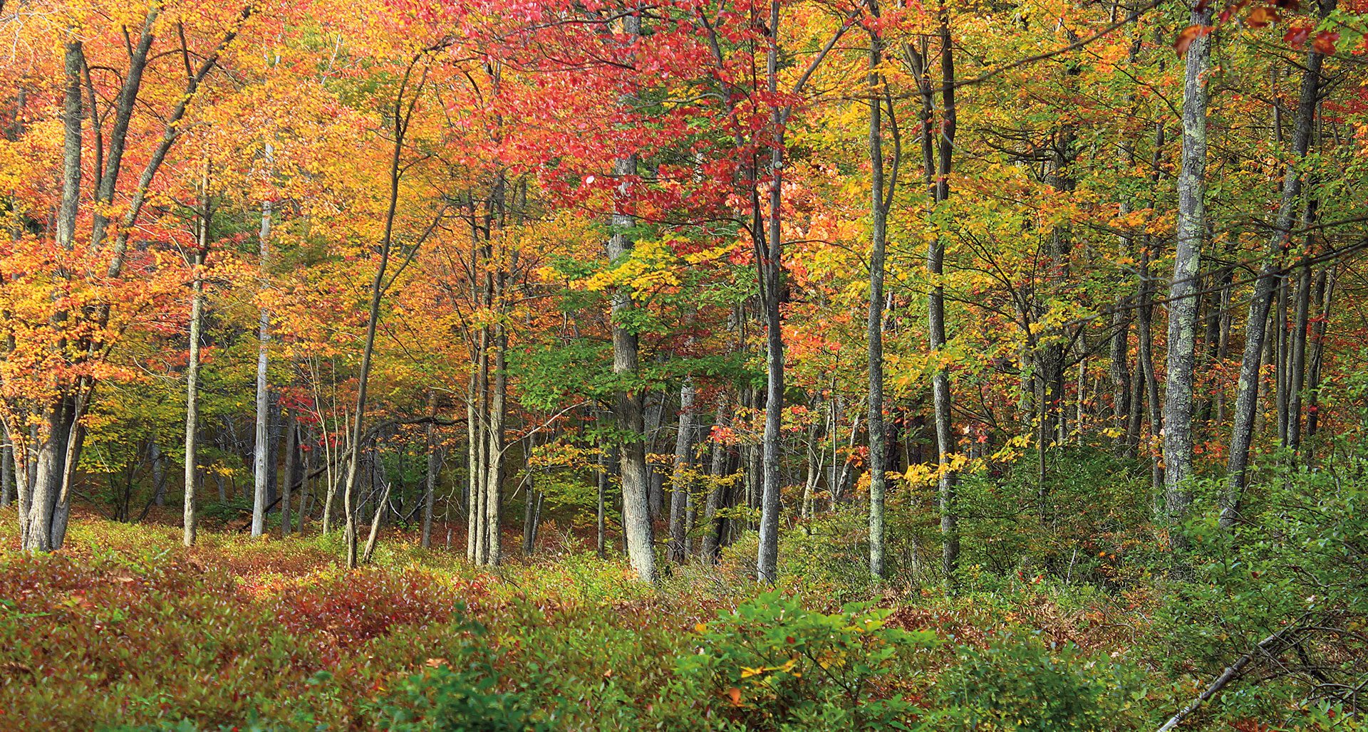  Temperate  Forests  State of North America s Birds 2022