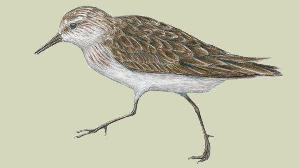 Semipalmated Sandpiper