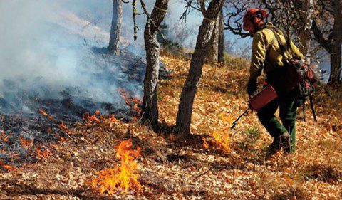 Prescribed fire in oak woodlands.