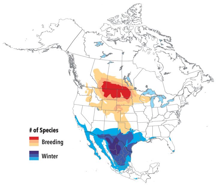  Map showing breeding and wintering ranges for grassland birds in North America.