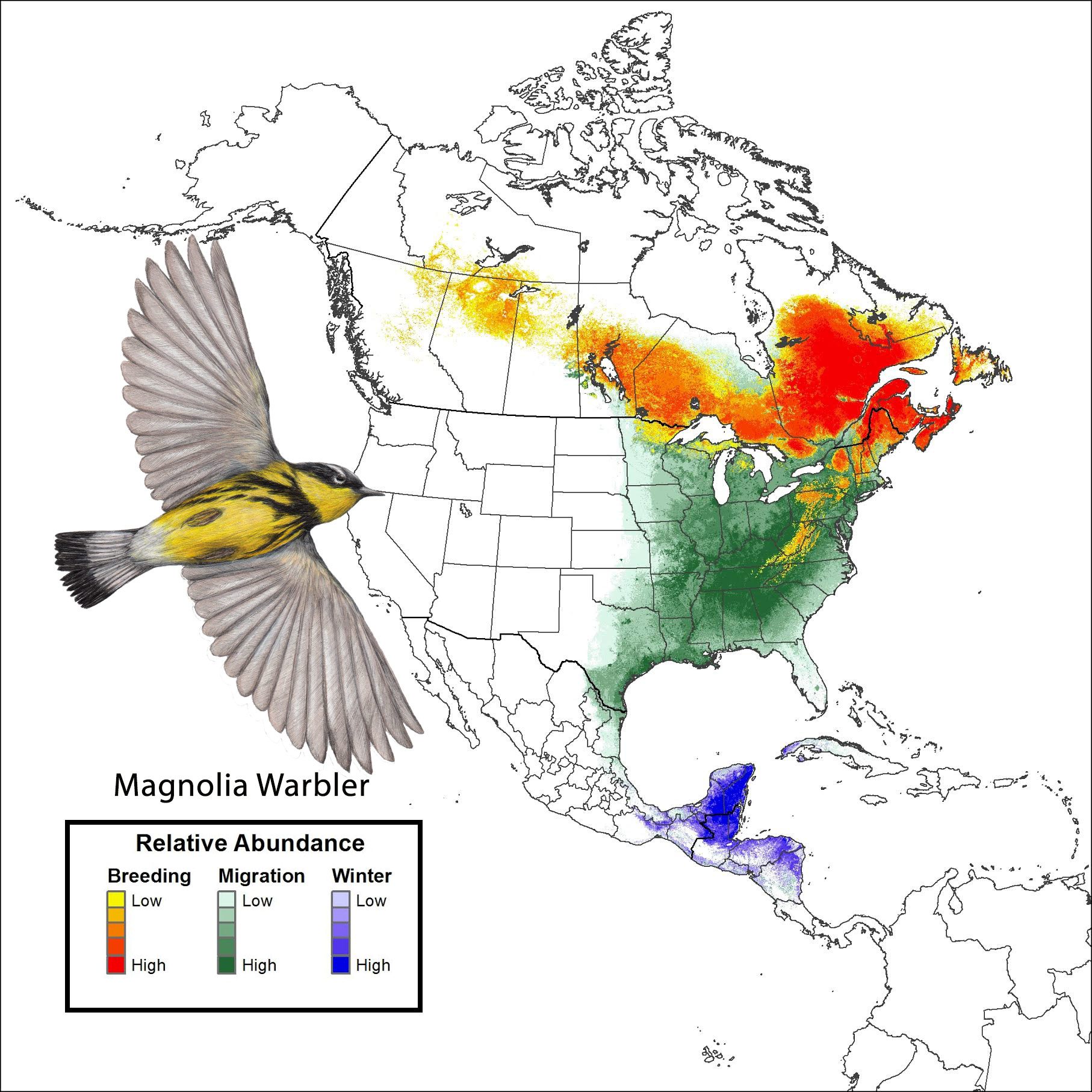 Relative abundance of Magnolia Warblers throughout its annual range. Click to view an animated version of this map.