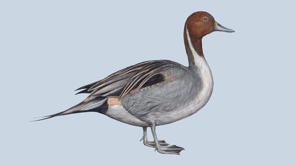 northern pintail illustration