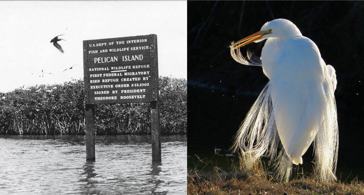 Pelican Island. Great Egret.