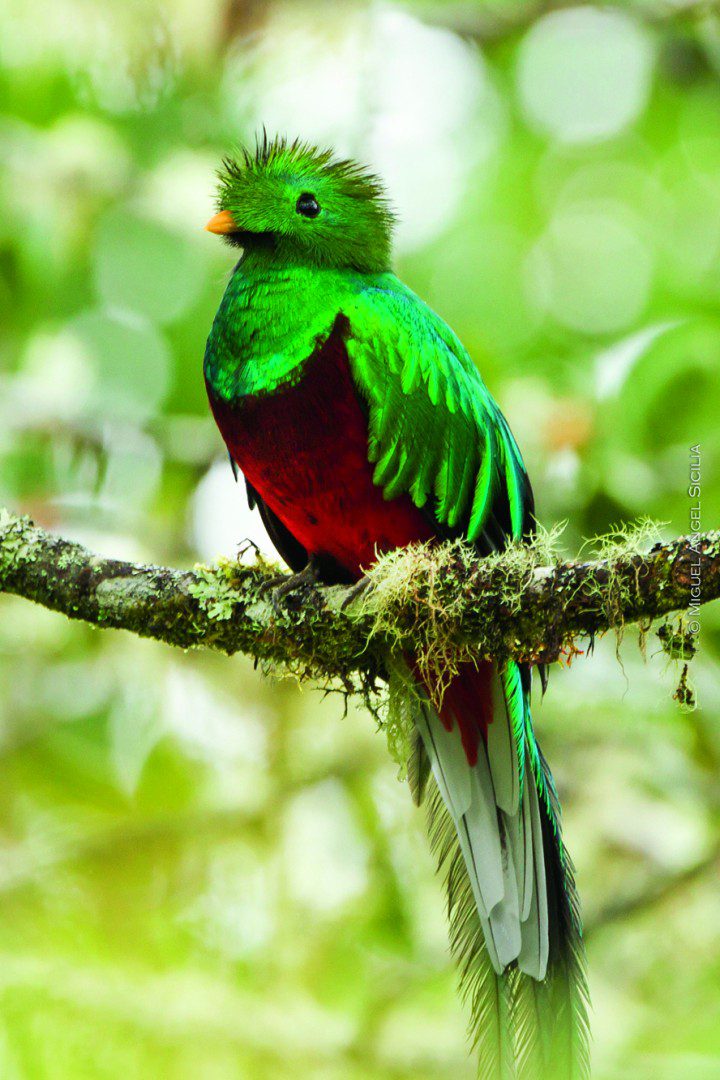 Téléchargez Quetzal resplendissant
