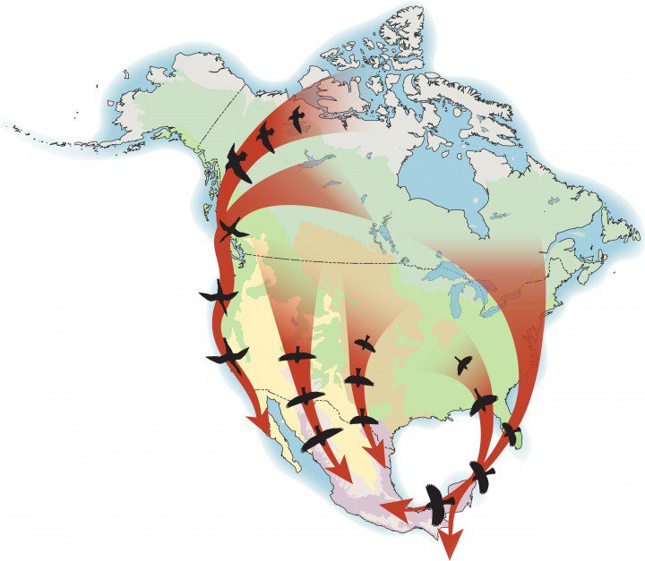 Descarga Mapa de Rutas Migratorias