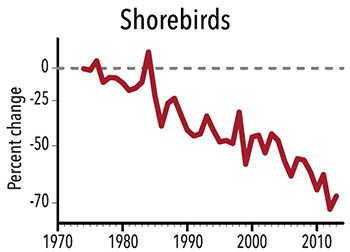 Shorebirds percentage change
