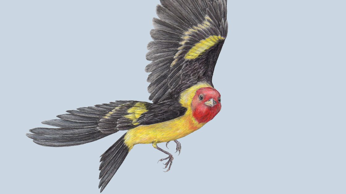 western tanager illustration