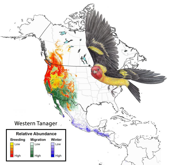 Relative abundance of Western Tanager throughout its annual range. Click to view an animated version of this map.