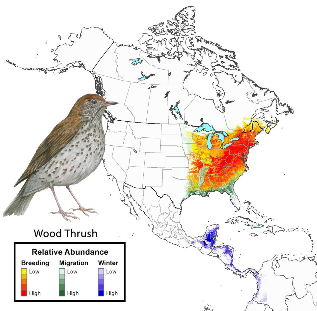 Relative abundance of Wood Thruhs throughout its annual range. Click to view an animated version of this map.