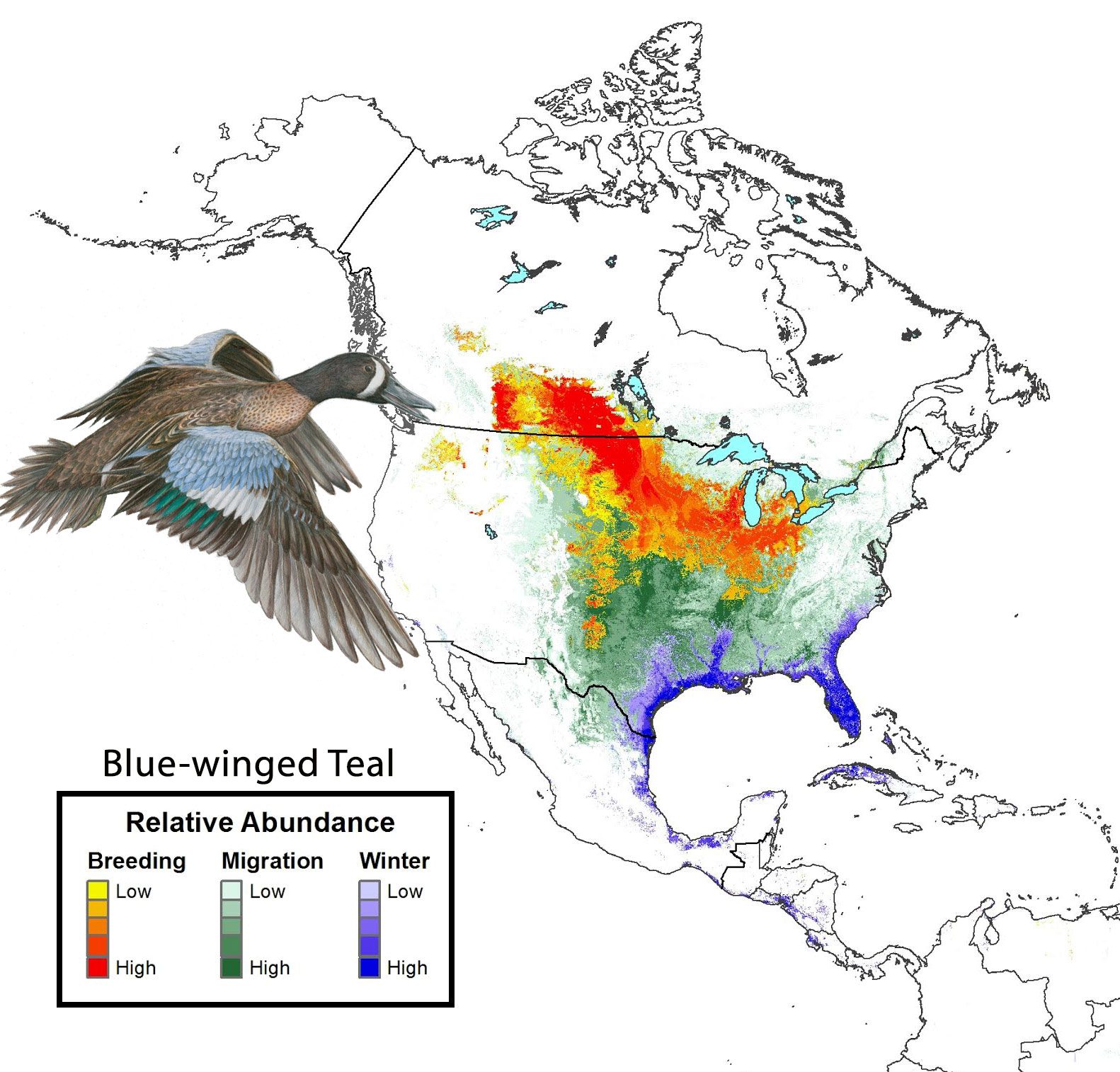 Year-round species abundance map for Blue-winged Teal.