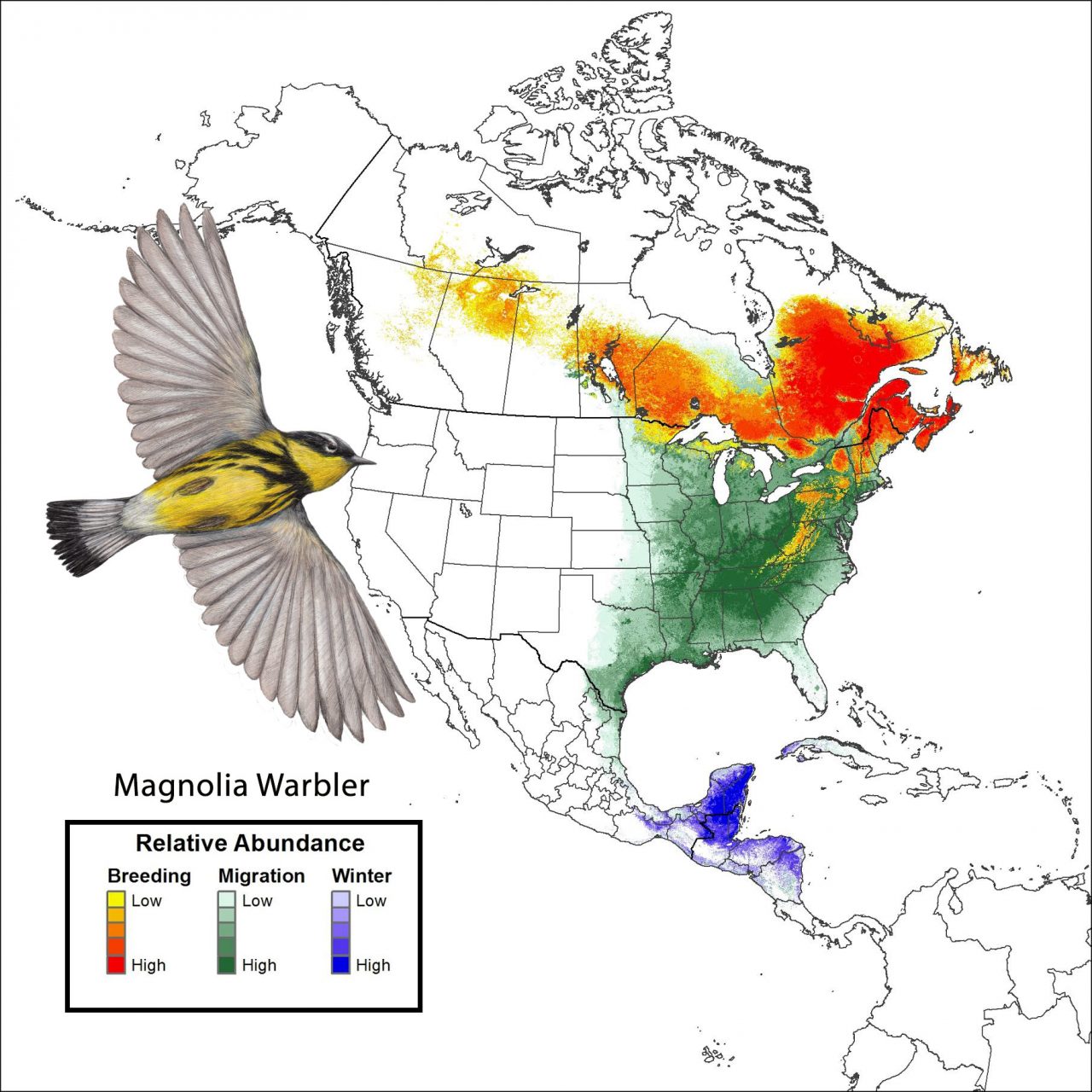 magnolia warbler featured map