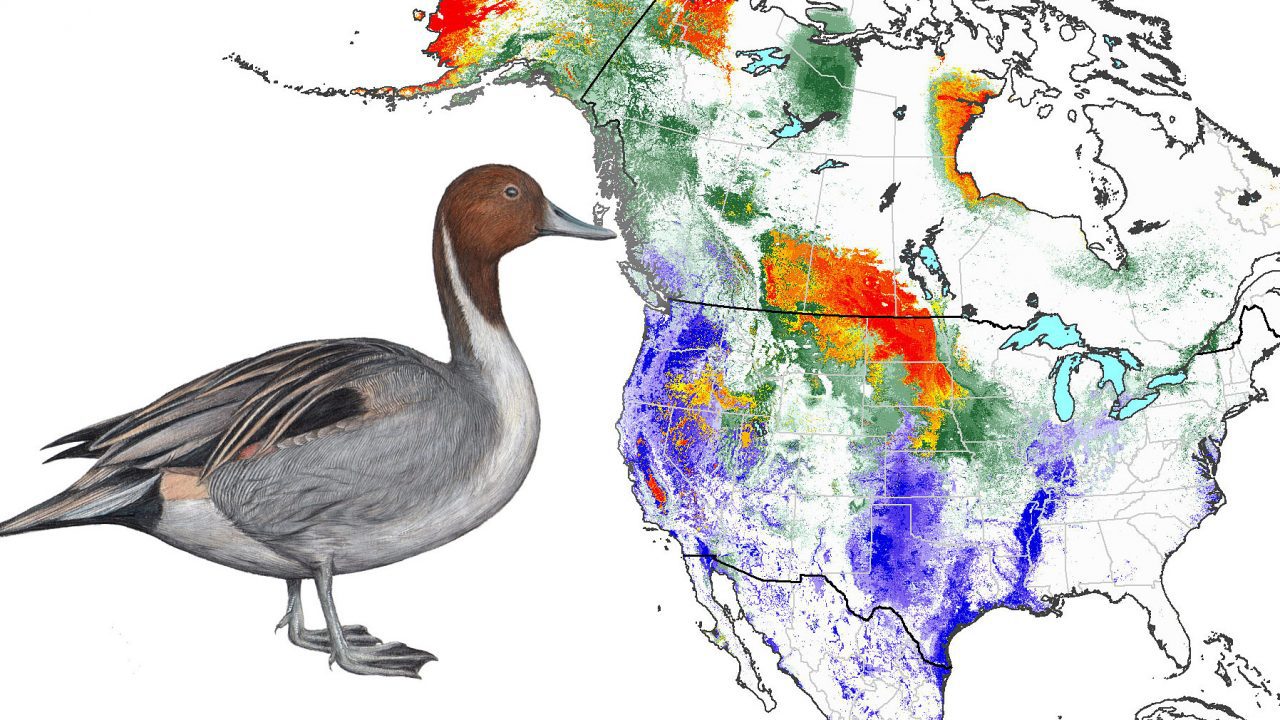 Year-round species abundance for Northern Pintail.