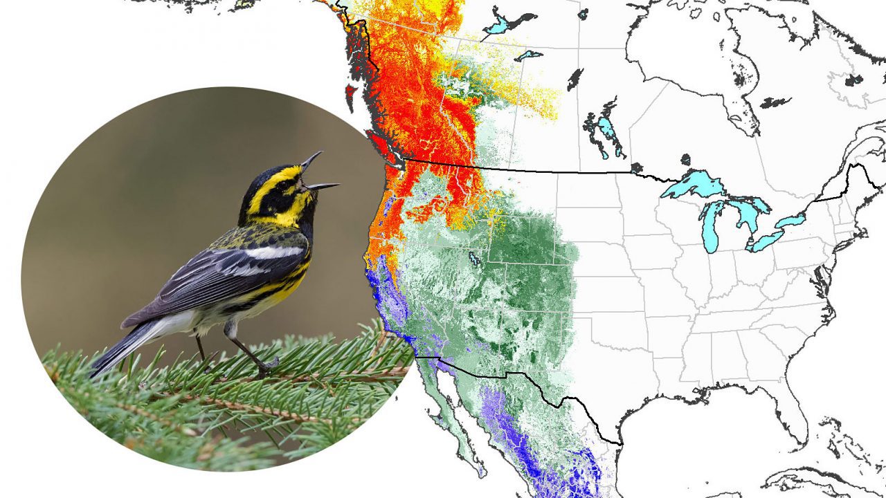 Year-round species abundance for Townsend's Warbler. Photo by Corey Hayes via BIrdshare.