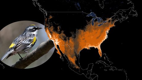 animated map- Yellow-rumped Warbler. Photo by Mitch Mitch Van Beekum via Birdshare