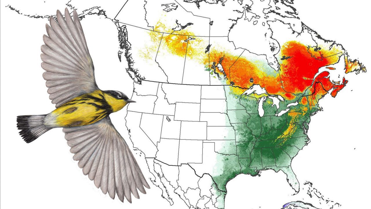 magnolia warbler abundance maps