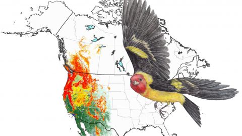 western tanager abundance maps