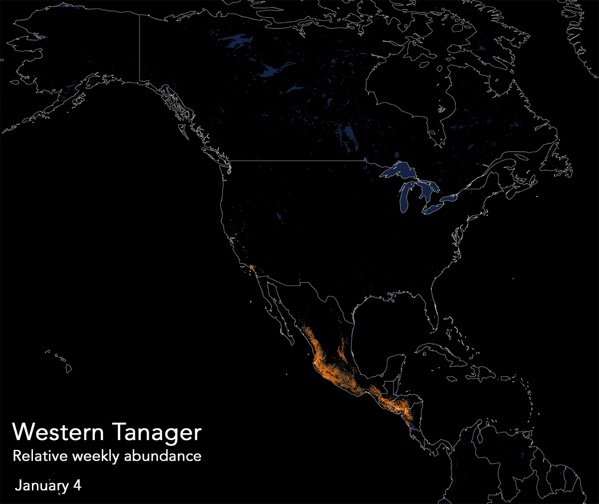 western tanager animated abundance map