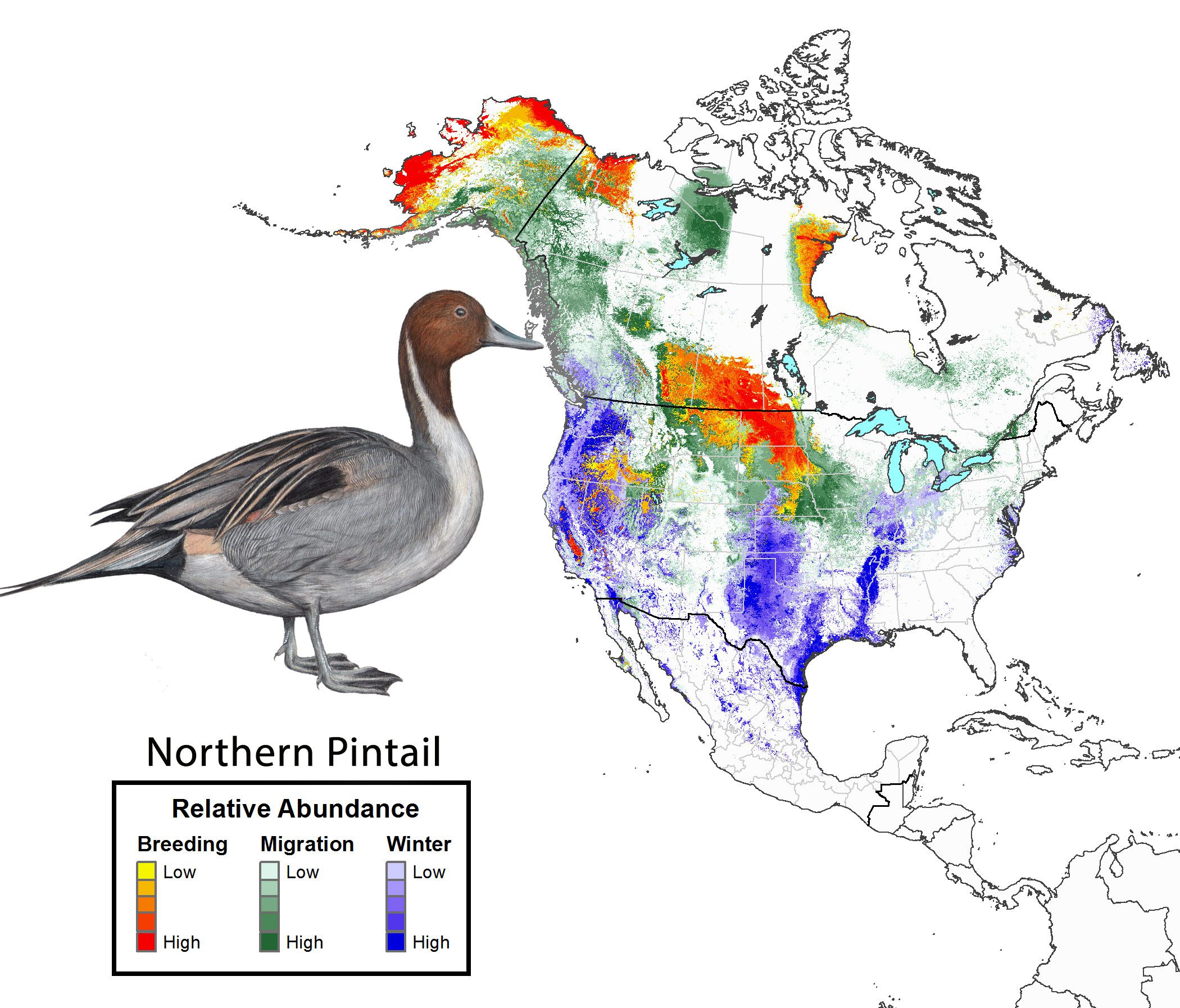 Year-round species abundance for Northern Pintail.