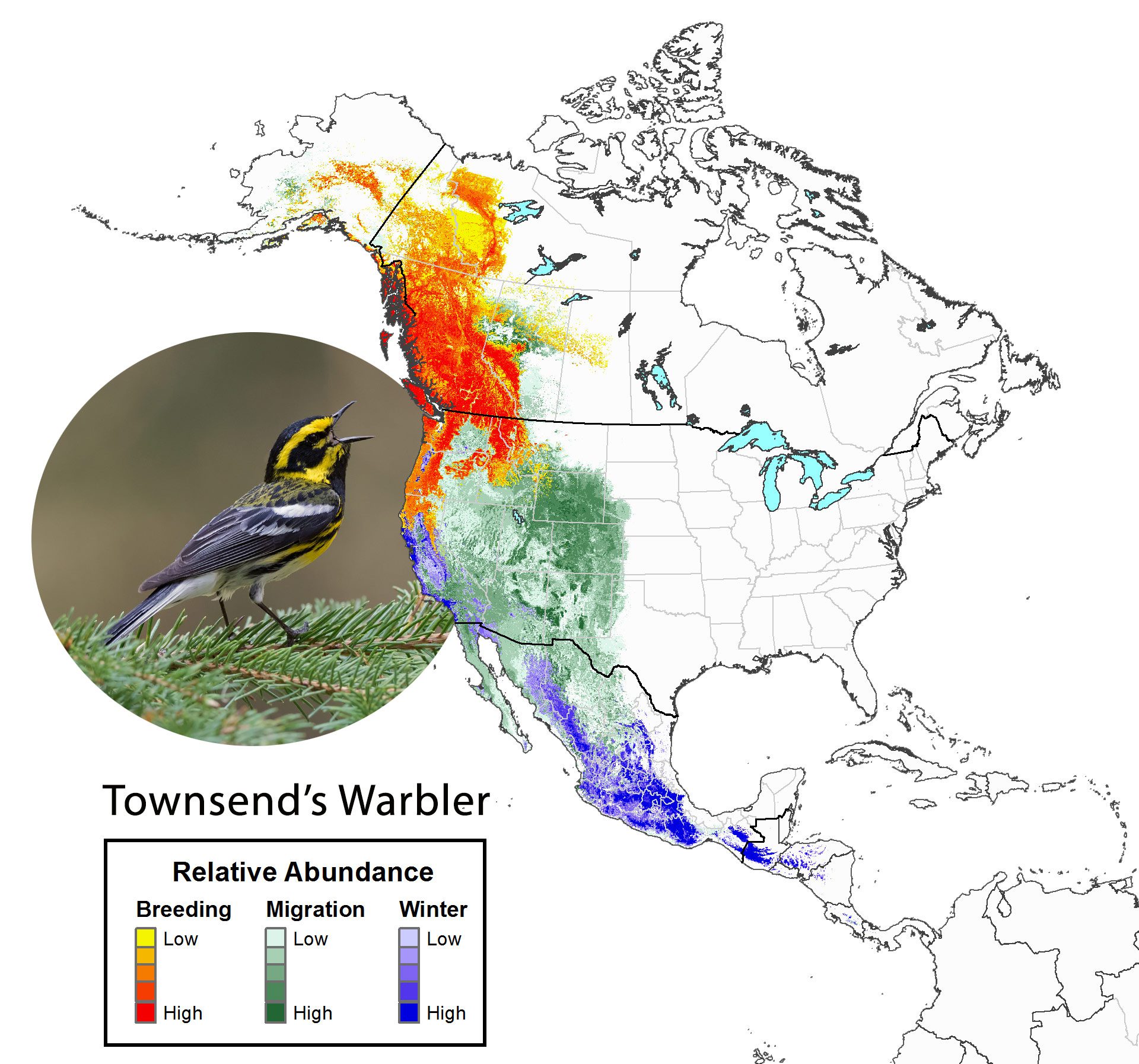 Year-round species abundance for Townsend's Warbler. Photo by COrey Hayes.