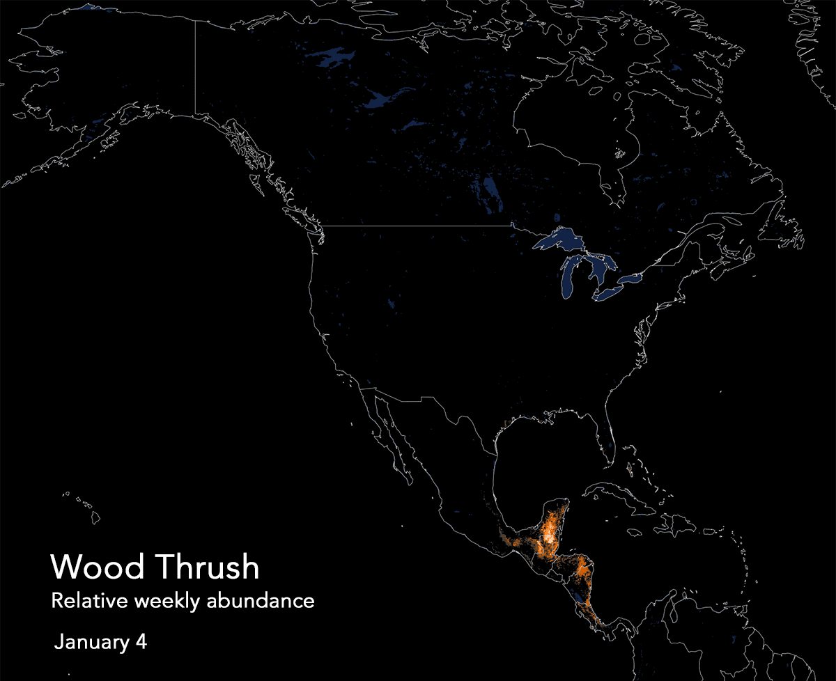 wood thrush animated abundance map