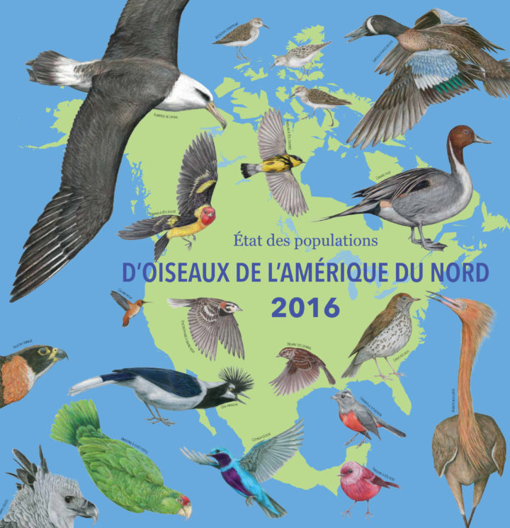 Téléchargez Page de couverture État des populations d’oiseaux de l’Amérique du Nord, 2016