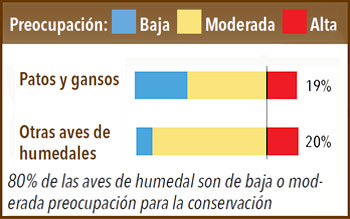 80% de las aves de humedal son de baja o moderada preocupación para la conservación