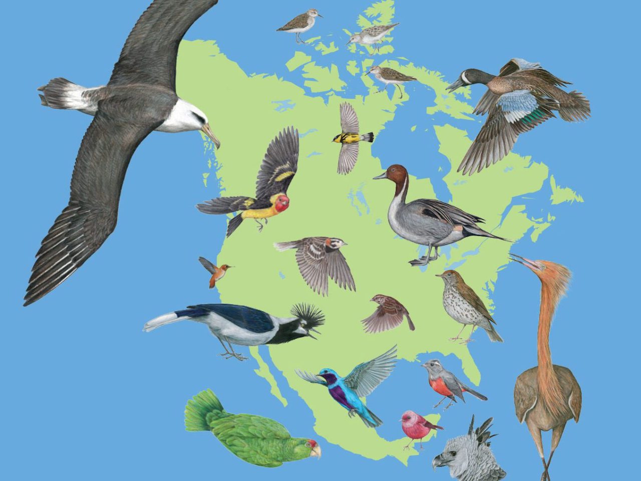 state of the birds banner image