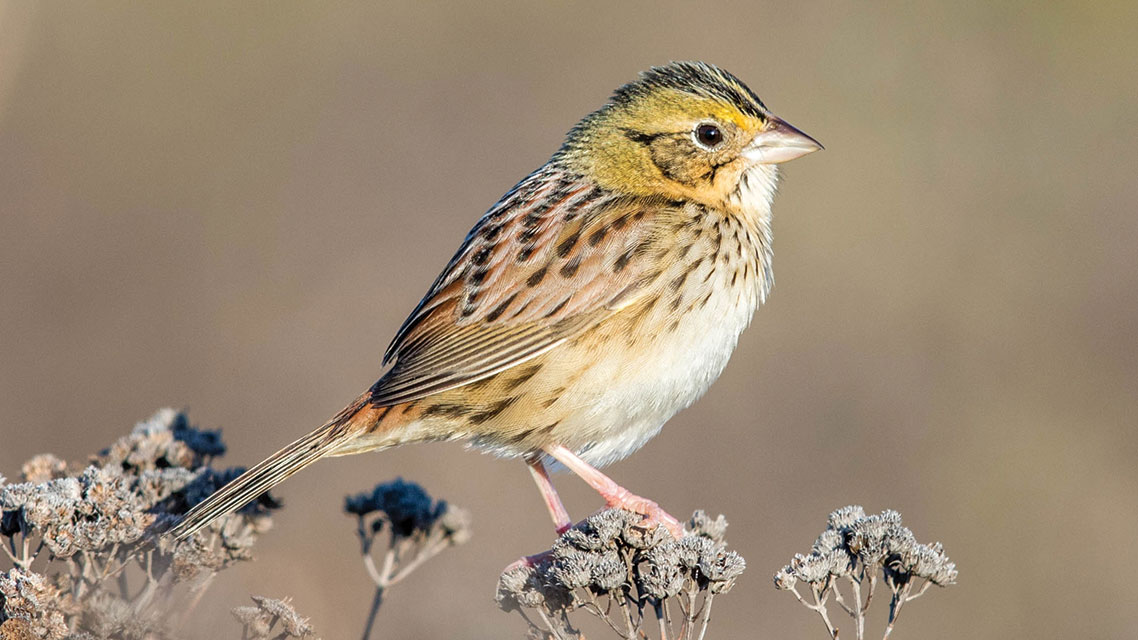 Henslow's Sparrow by Jeff Timmons/Macaulay Library