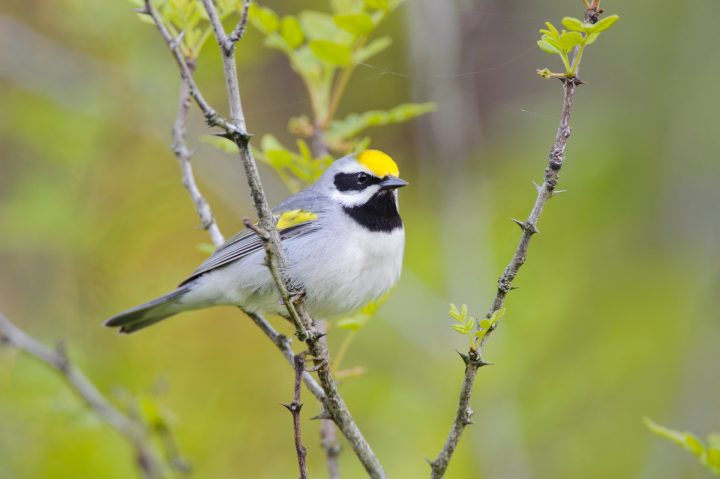 Golden-winged Warbler by Gerrit Vyn