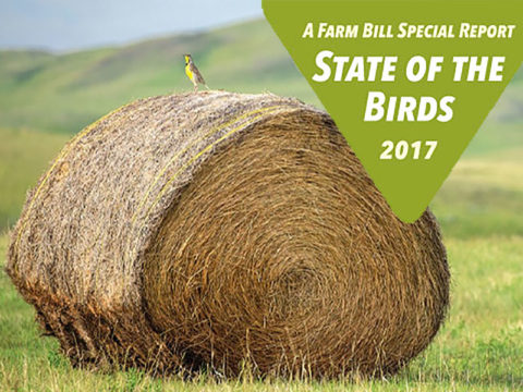 cover of State of the Birds 2017 Farm Bill Special Report. Western Meadowlark on a hay bale by Todd Klassy.