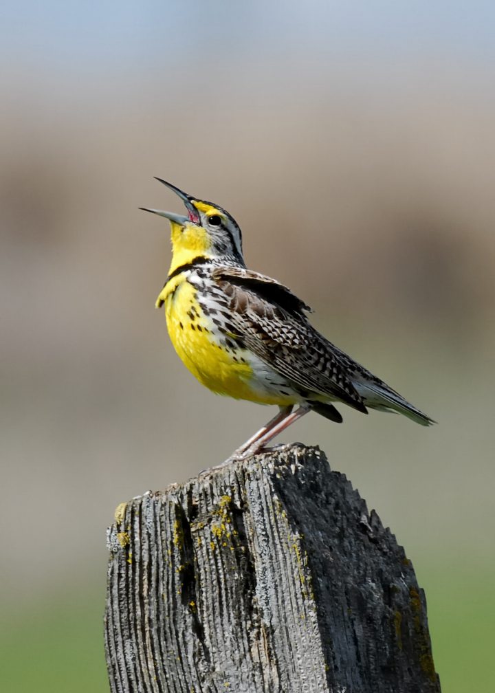 Western Meadowlark by Donald Metzner.