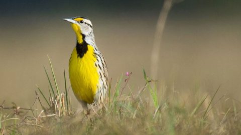 Eastern Meadowlark by Ray Hennessy via Birdshare
