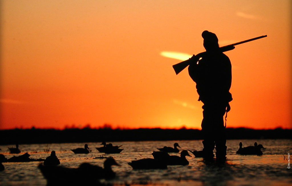 hunter with duck decoys