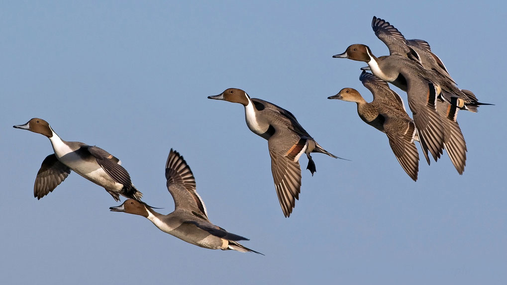 Northern Pintail by Stuart Lewis via Birdshare