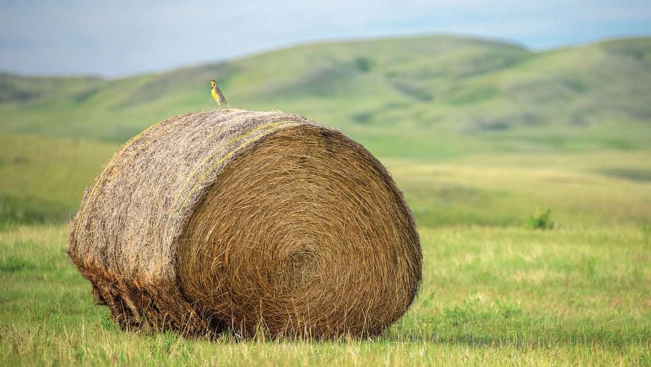 Western Meadowlark by Todd Klassy