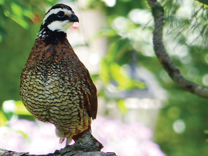 Bobwhite in 2017 State of the Birds