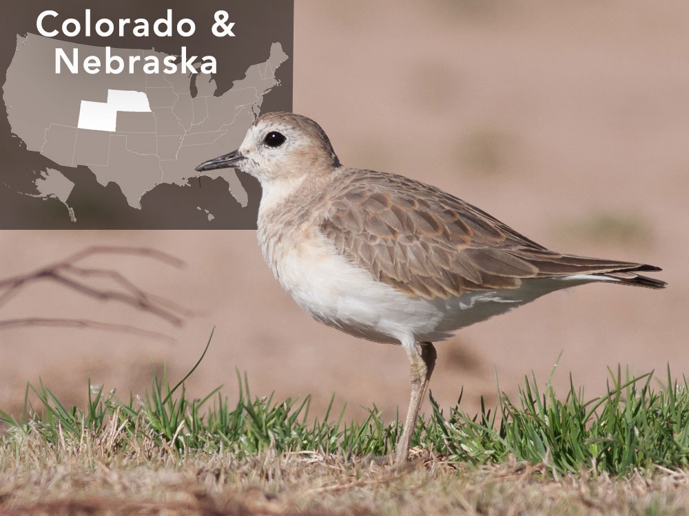 In Colorado and Nebraska, 1,000+ Mountain Plover nests have been saved. Plovers nest in farm fields, where eggs are at risk of being plowed under, or on ranching lands • Mountain Plover declared a priority bird species for the Playa Lakes Joint Venture; several hundred landowners join program to find and flag nests, allowing farmers and ranchers to work their land without disrupting breeding plovers • ESA listing avoided; landowners become birding tour– leaders for Mountain Plover Festival in Karval, Colo. that has generated $75,000 for local economy Additional support would scale up this pilot program throughout the Mountain Plover’s range. Photo by Tom Johnson/Macaulay Library.