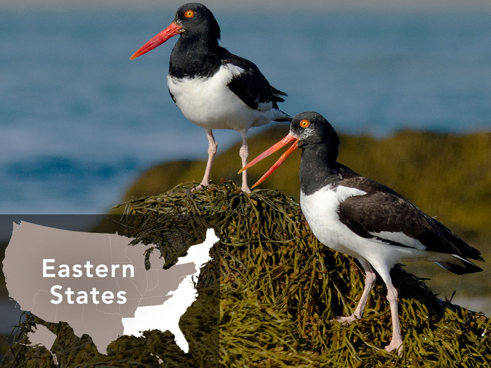 Eastern states see a a total turnaround—American Oystercatchers up 23%: 10 years ago, oystercatcher populations were plummeting along East Coast; ESA listing would have impacted coastline communities, including some of America’s favorite beaches • Instead, the Atlantic Coast Joint Venture coordinated a conservation strategy with 16 states that reversed oystercatcher declines; population now up +20% • Benefits beyond birds include improved fish nursery habitat and cleaner public beaches Additional support would build on the oystercatcher success, funding the Atlantic Flyway Shorebird Initiative to avert ESA listings for 15 other declining shorebirds. Photo by Alix d'Entremont/Macaulay LIbrary.