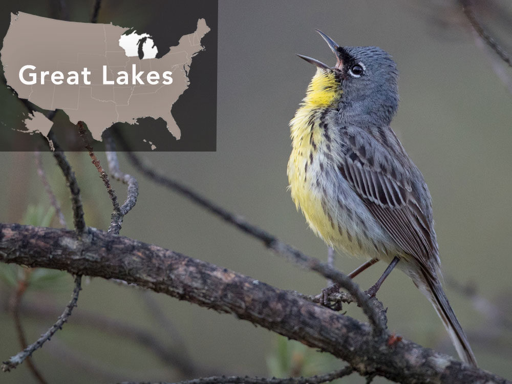 In the Great Lakes,endangered Kirtland’s Warbler population soars by 1,100% One of first birds to be listed by ESA in 1973; down to last 150 breeding pairs State and federal agencies partner to implement recovery program that restores jack-pine habitat and controls nest parasitism Population grows to 2,500+ breeding pairs in Michigan, with Kirtland’s Warblers now expanding into Wisconsin and Ontario; successfully meets delisting criteria Additional support would continue state-led conservation work for Kirtland’s Warblers after delisting, so they don’t decline again. Photo by Ian Davies/Macaulay Library.