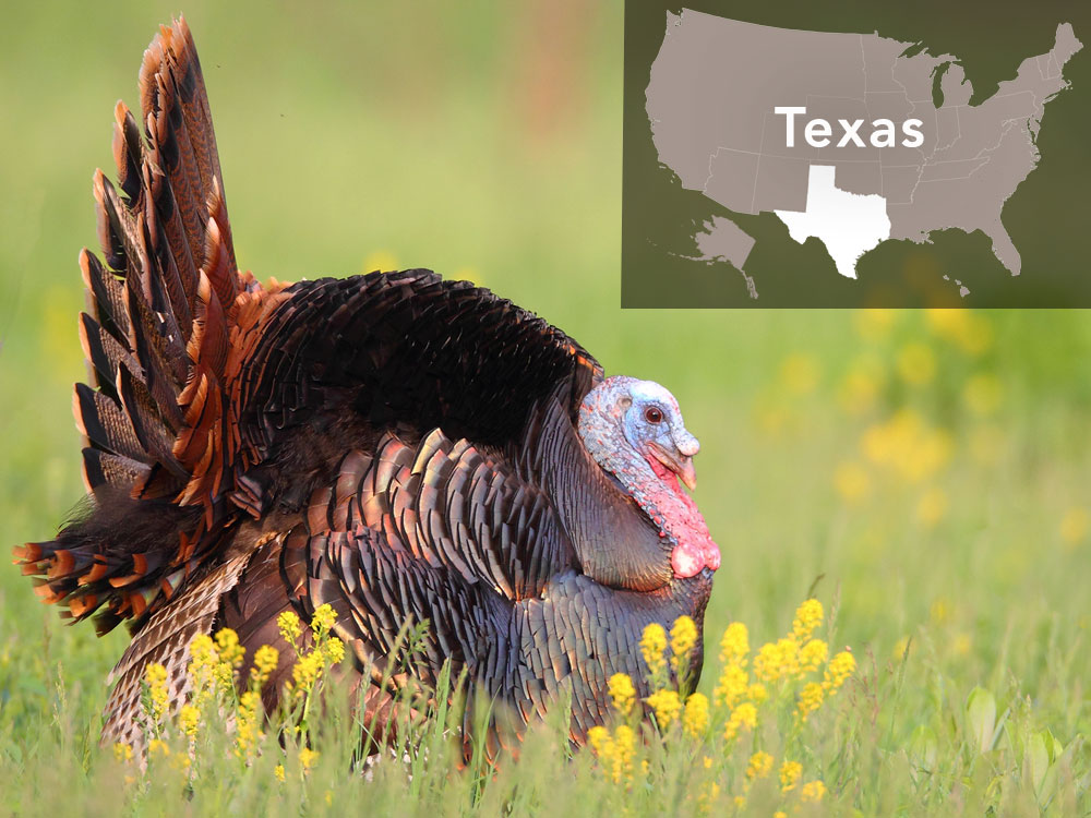 In Texas, Turkeys are worth $42 million to the Lone Star State economy. America’s classic game bird was nearly extinct in North Amer¬ica 100 years ago • Federal and nonprofit partners worked with state agencies on stocking and reintroduction programs; today Texas has the largest turkey population in the U.S. (600,000+ turkeys) • Turkeys generate $42 million in economic activity every year in Texas, and $1.8 billion nationwide Additional support would enable Texas and three related Joint Ventures to duplicate this success for Northern Bobwhite quail, another classic game bird trending toward extinction. Photo by Brendan Klick/Macaulay Library.