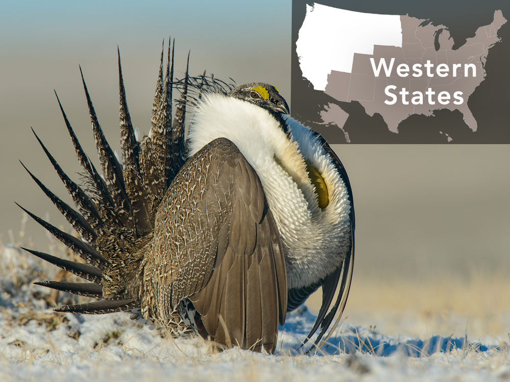 In western states, there has been 5.6 million acres of sage-grouse habitat conserved on private land. Steep population declines—more than 30% loss since 1985, +90% loss in past 150 years—put Greater Sage-Grouse on the brink of ESA listing • The Sage Grouse Initiative (a USDA Natural Resources Working Lands for Wildlife program) and the Intermountain West Joint Venture led the restoration of millions of acres of sage-grouse habitat across 11 Western states, thanks to collaborations between federal and state agencies and more than 1,100 private ranchers • ESA listing avoided in 2015, saving local economies from California to the Dakotas up to $5 billion in annual costs, according to Western Energy Alliance Additional support would address the conservation needs of hundreds of other sage-brush wildlife species. Photo by Gerrit Vyn.