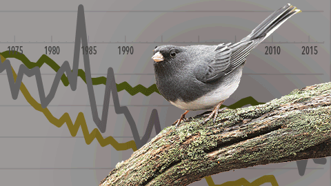 Decline of birds since 1970. Photos from Macaulay Library: Dark-eyed Junco by Evan Lipton