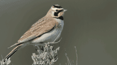 Horned Lark by Gerrit Vyn