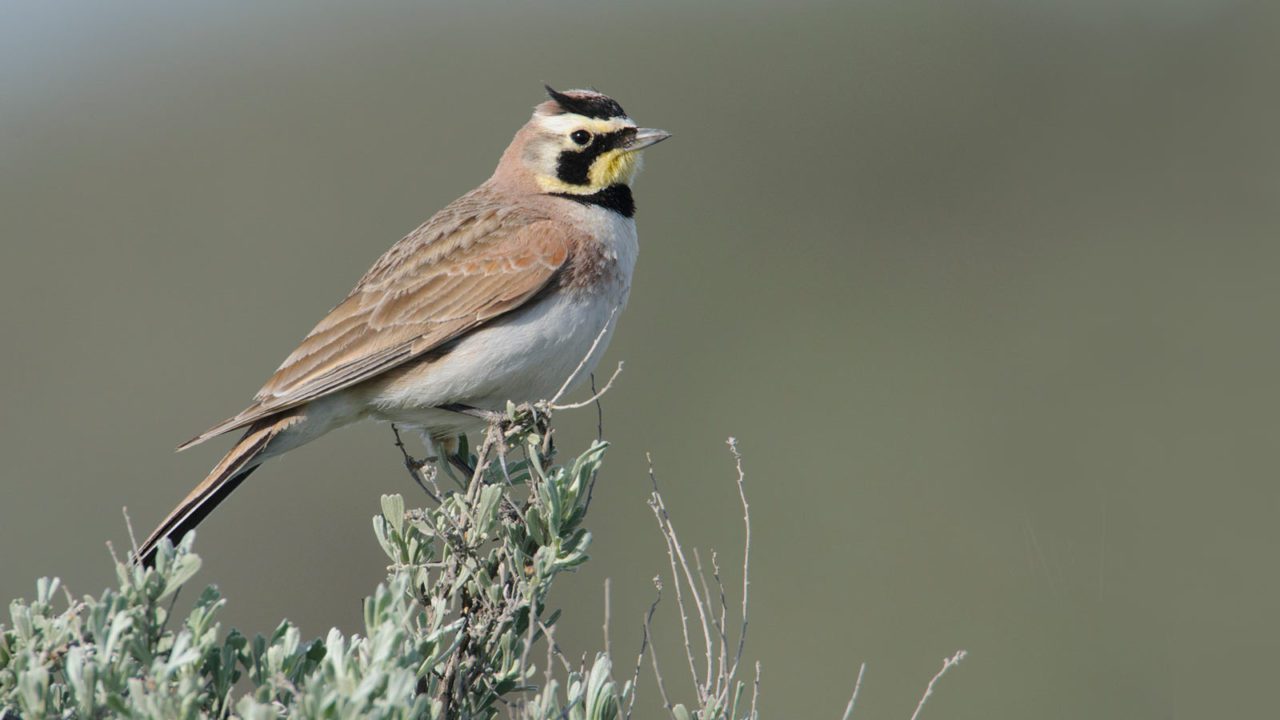 Horned Lark by Gerrit Vyn