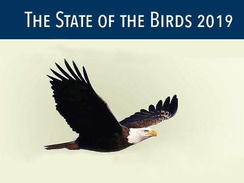 State of the Birds report 2019, Bald Eagle by Tom Mast/Macaulay Library