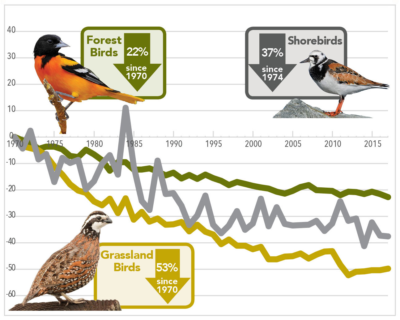 America’s Birds are in Steep Decline, graph, Photos from Macaulay Library: Baltimore Oriole by Bryan Calk; Ruddy Turnstone by Daniel Iron; Northern Bobwhite by Kenny Miller.